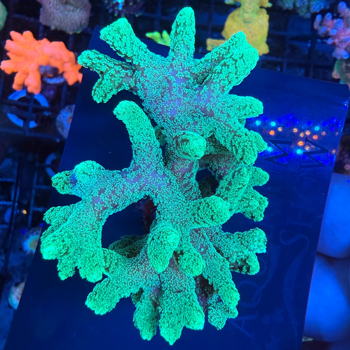 WYSIWYG Green Birdsnest Colony