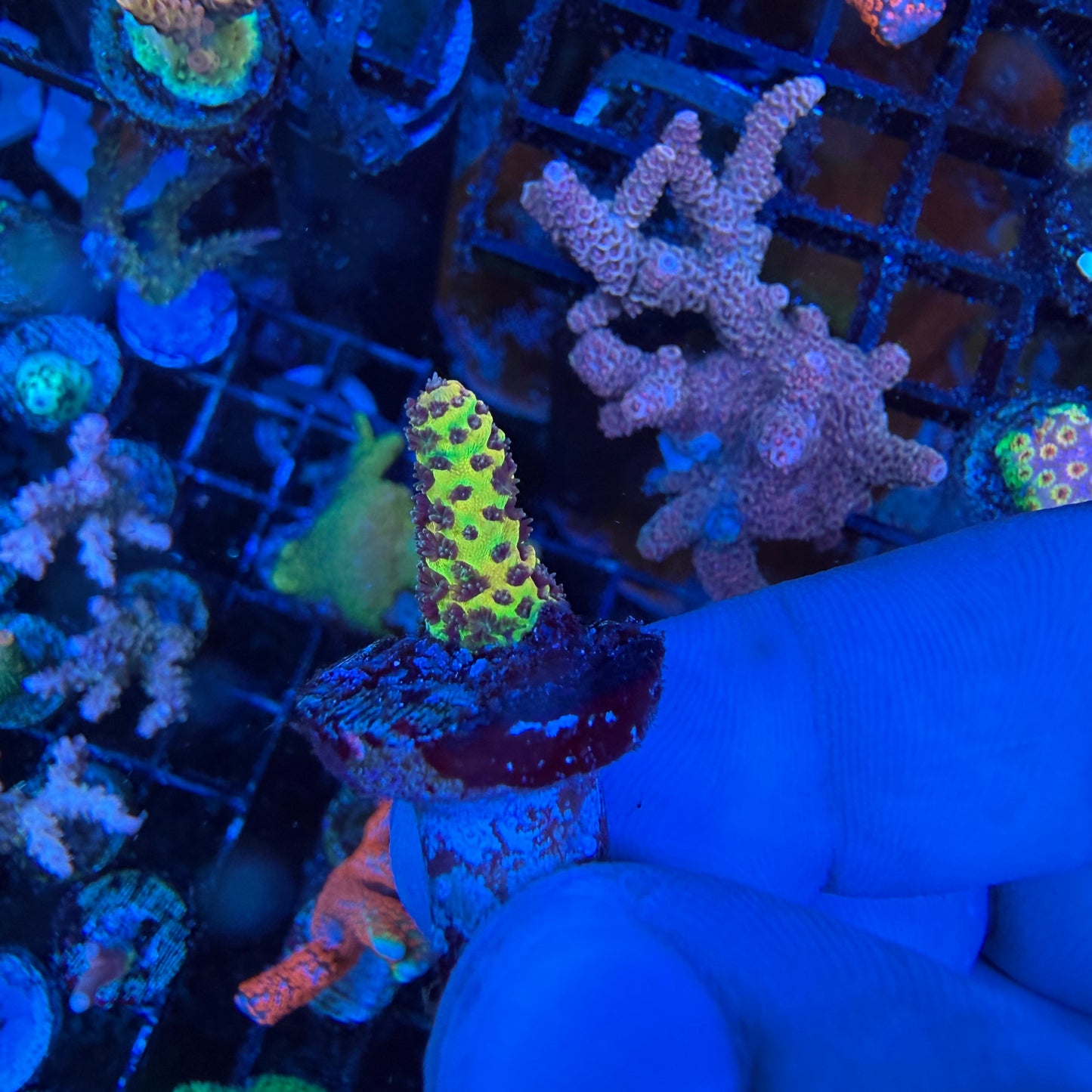 WYSIWYG Phantom Millepora Coral