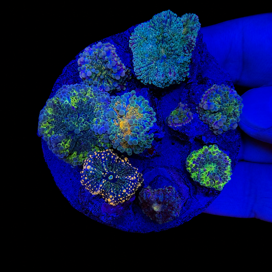 WYSIWYG High End Yuma Mushroom Rock Coral