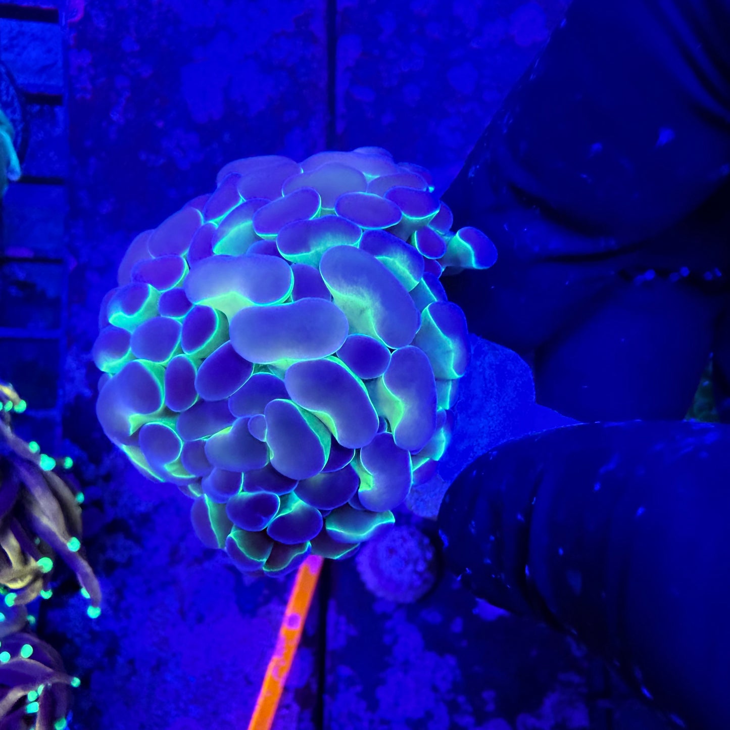 WYSIWYG Holy Hologram Hammer