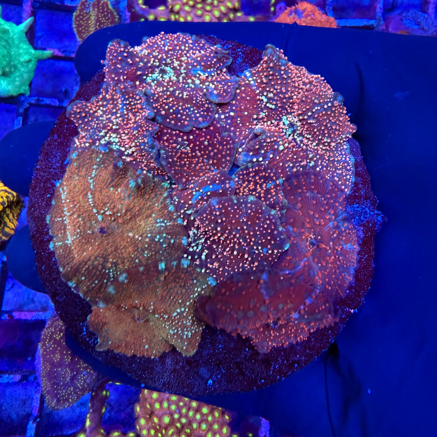 WYSIWYG Mushroom Coral Rock