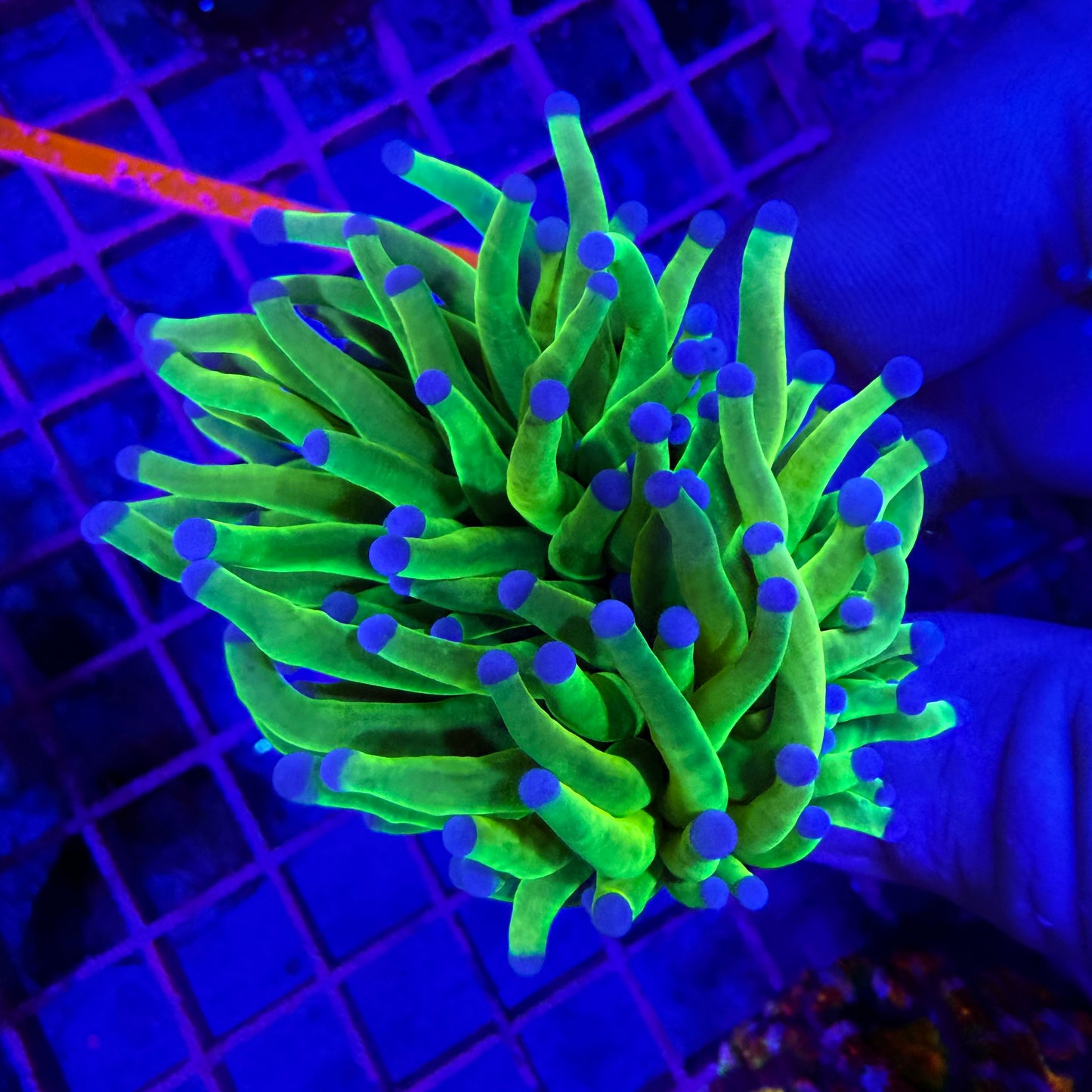 WYSIWYG Blue Tip Holy Grail Torch