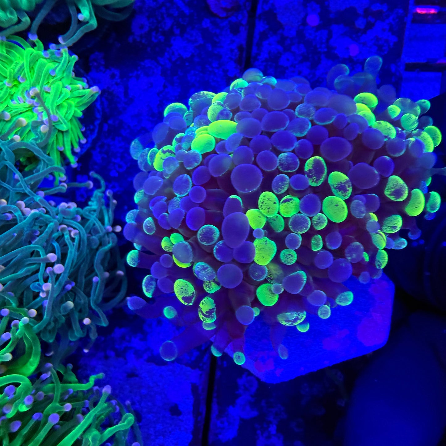 WYSIWYG Neon Splatter Hammer