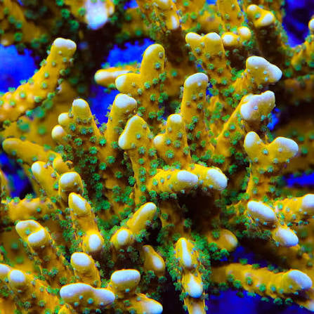 Tropicana Anacropora
