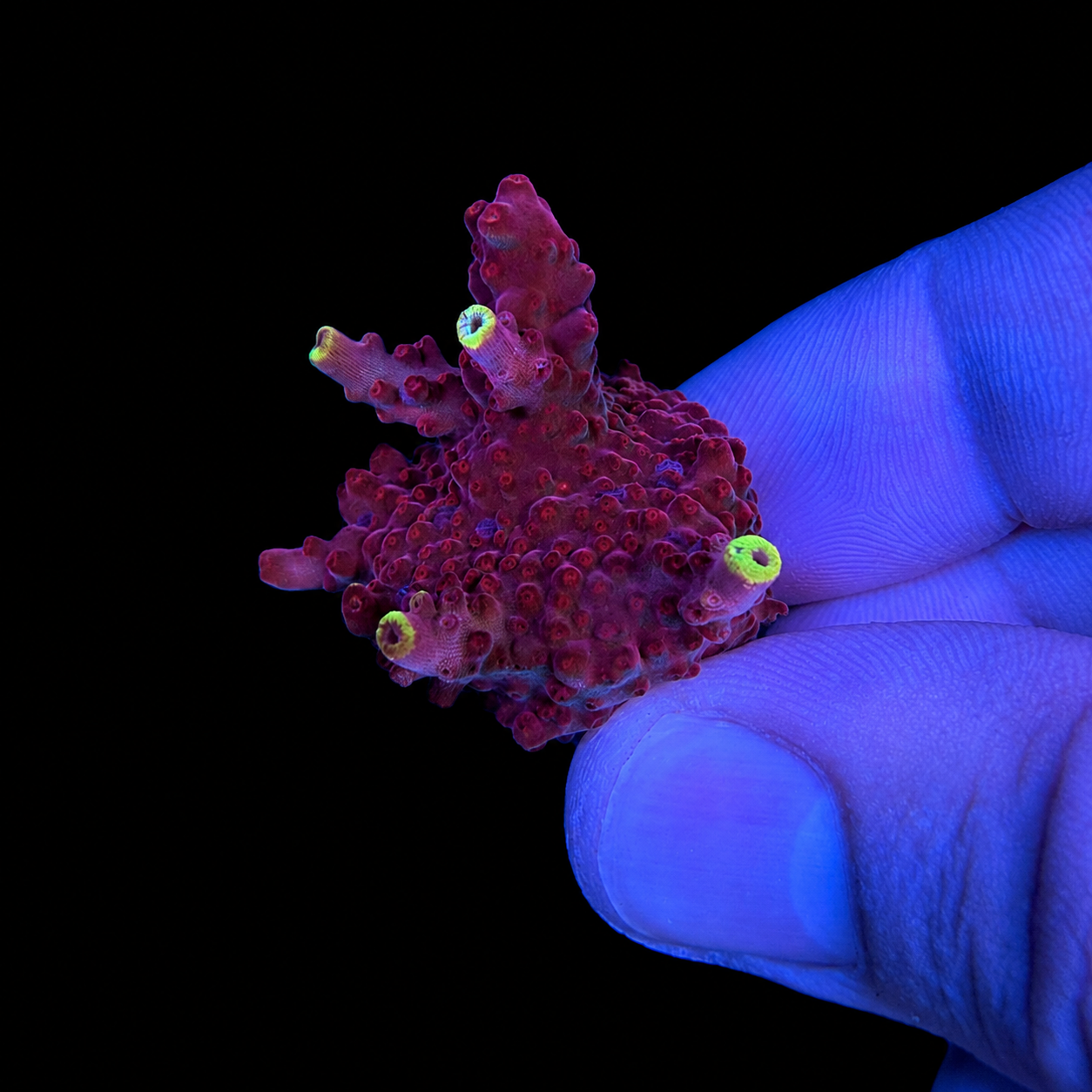 WYSIWYG JF Flame Acropora Coral