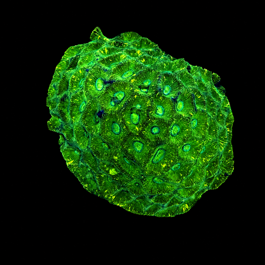 WYSIWYG Toxic Green Goniastrea