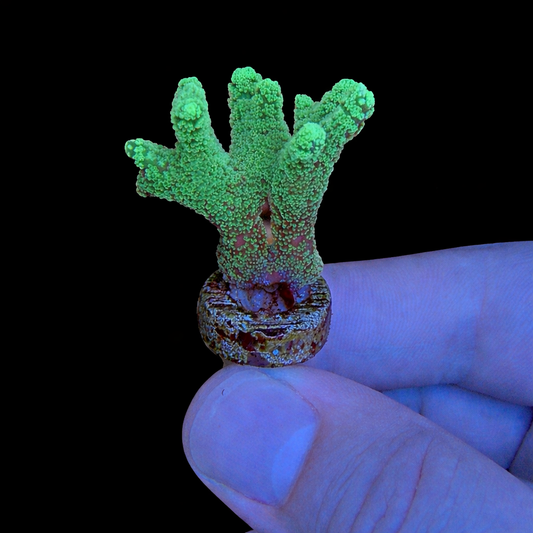 WYSIWYG ORA Birdsnest Coral Frag