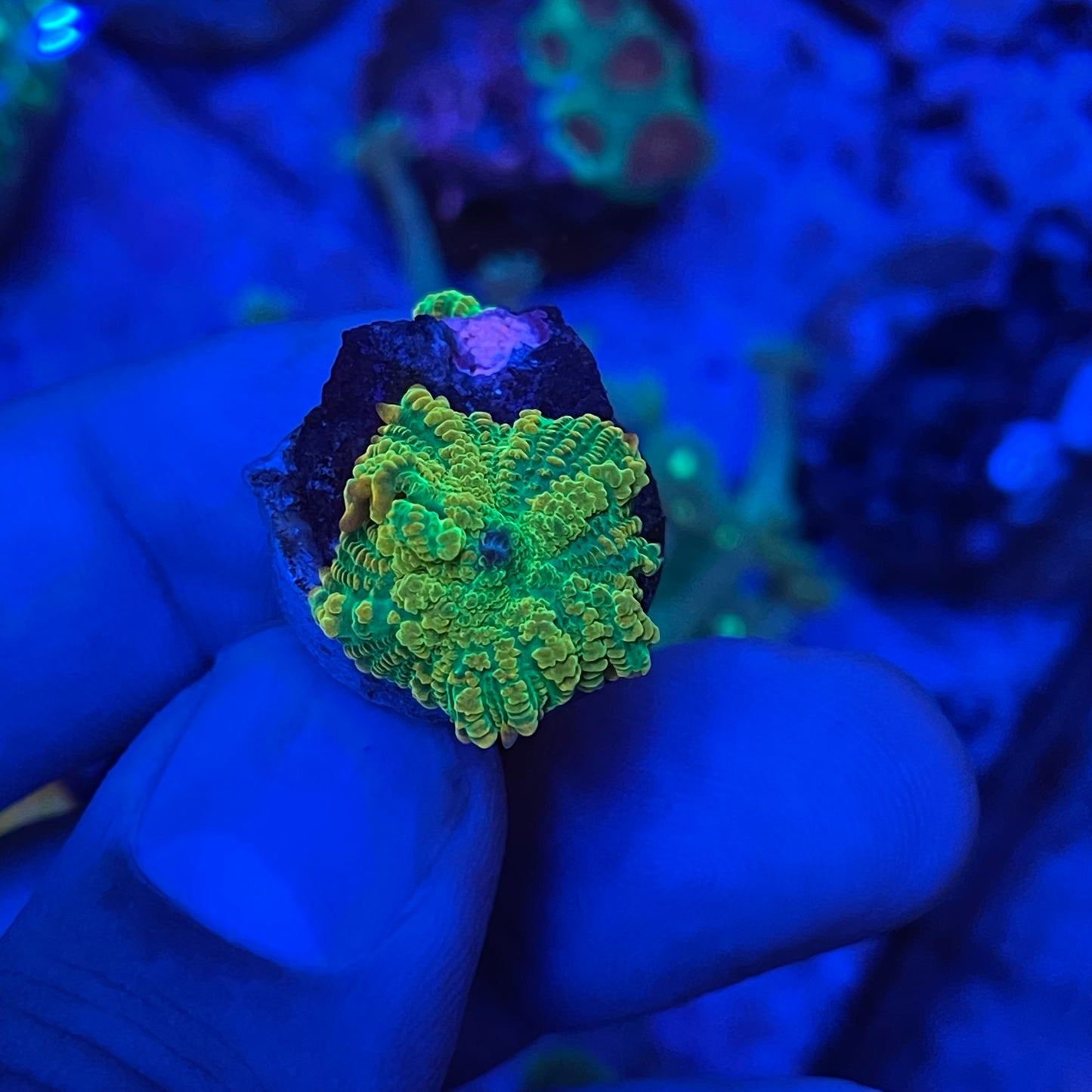 Tequila Sunrise Mushroom Coral