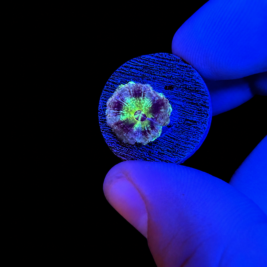 WYSIWYG High End Acan Coral Frag