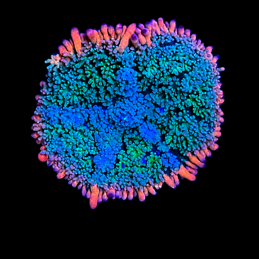 WYSIWYG Frankie’s Bride Mushroom Coral