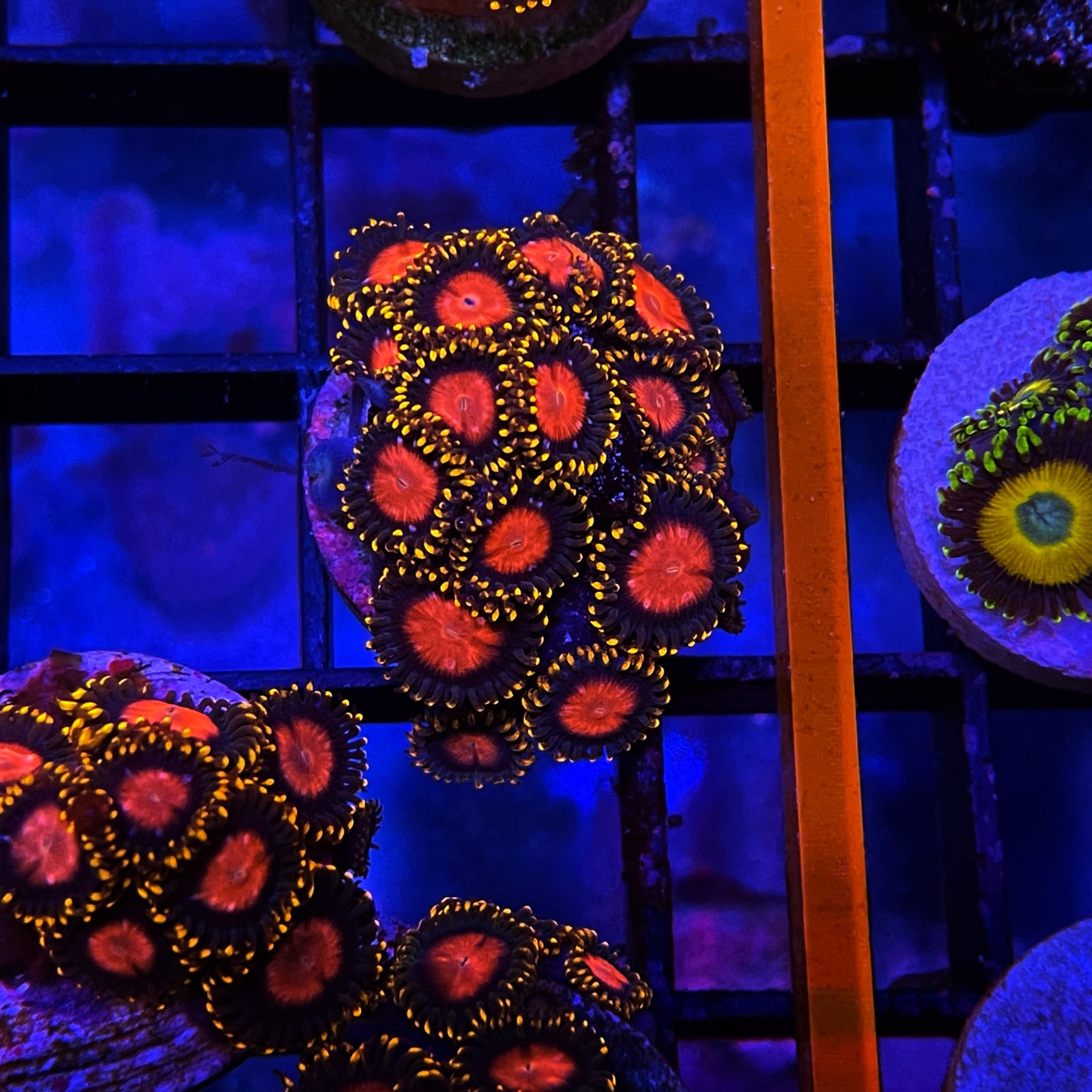 KH Sunburst Zoanthid