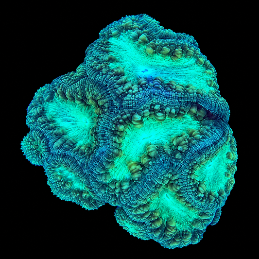 WYSIWYG Blasto Coral