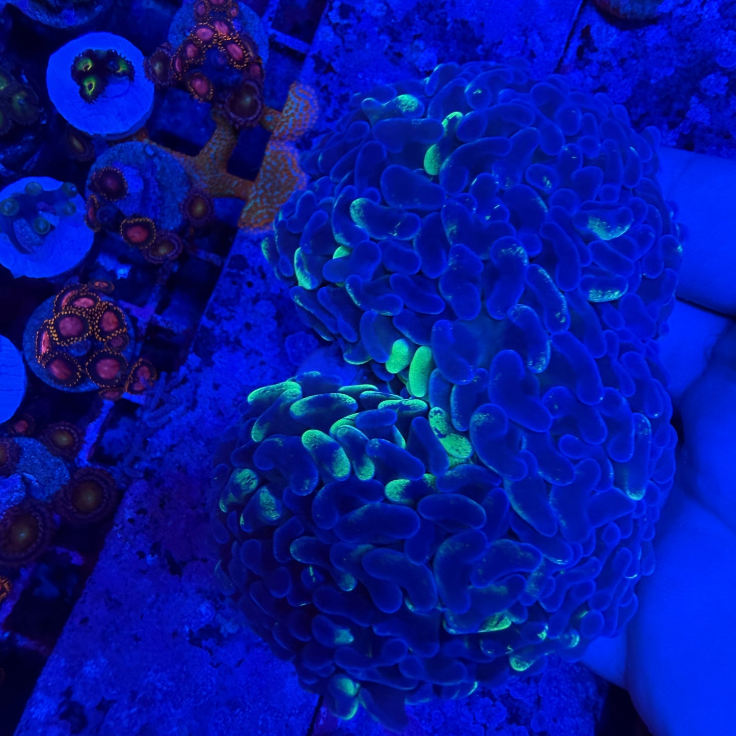 WYSIWYG Splatter Hammer