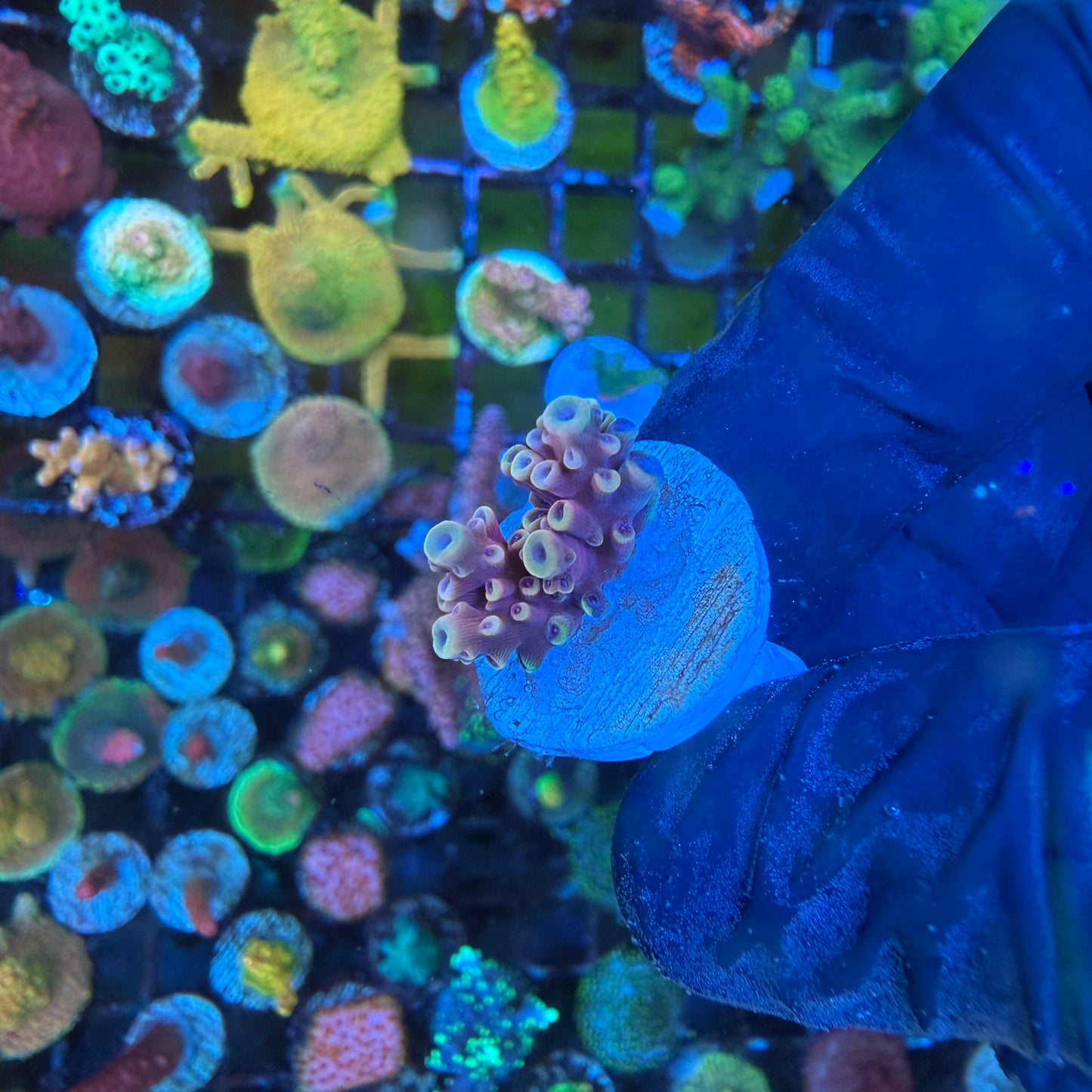 WYSIWYG Pink Cadillac