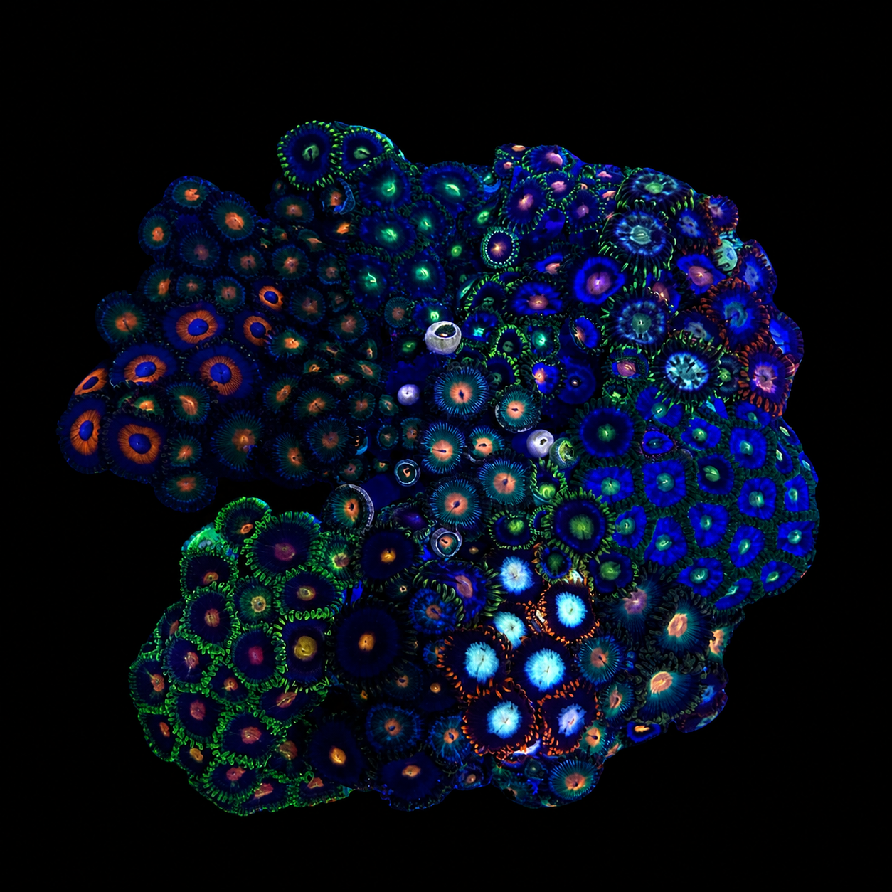 WYSIWYG Zoanthid Coral Garden