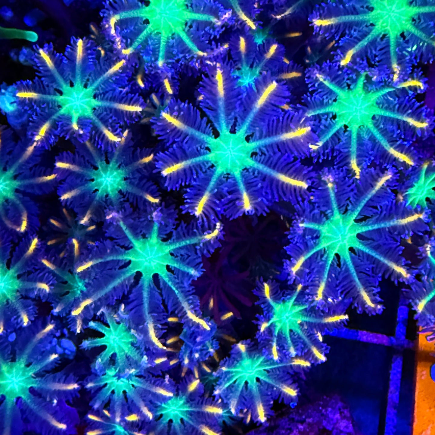 WYSIWYG Fireworks Clove Polyps