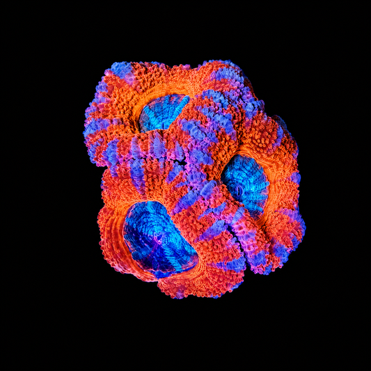 WYSIWYG High Grade Acan Coral