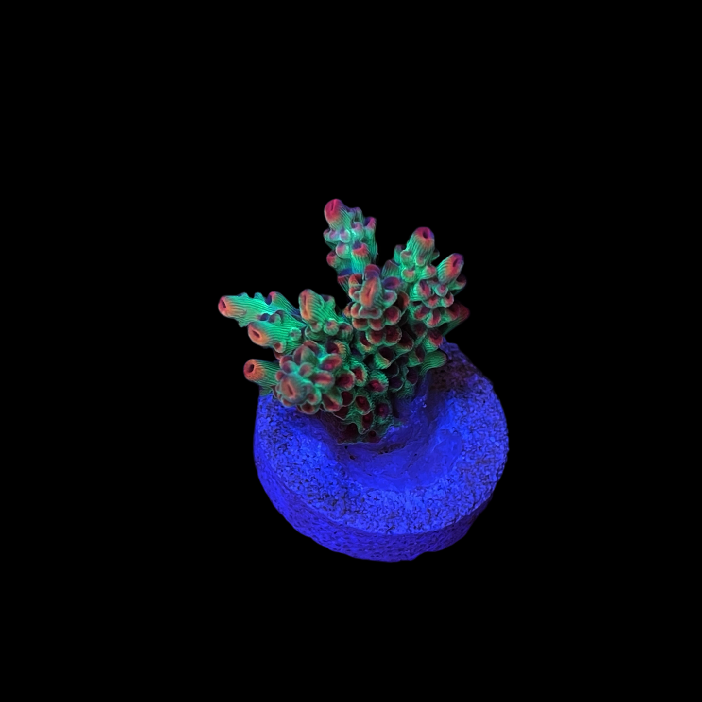 WYSIWYG BC Hyperberry Acropora