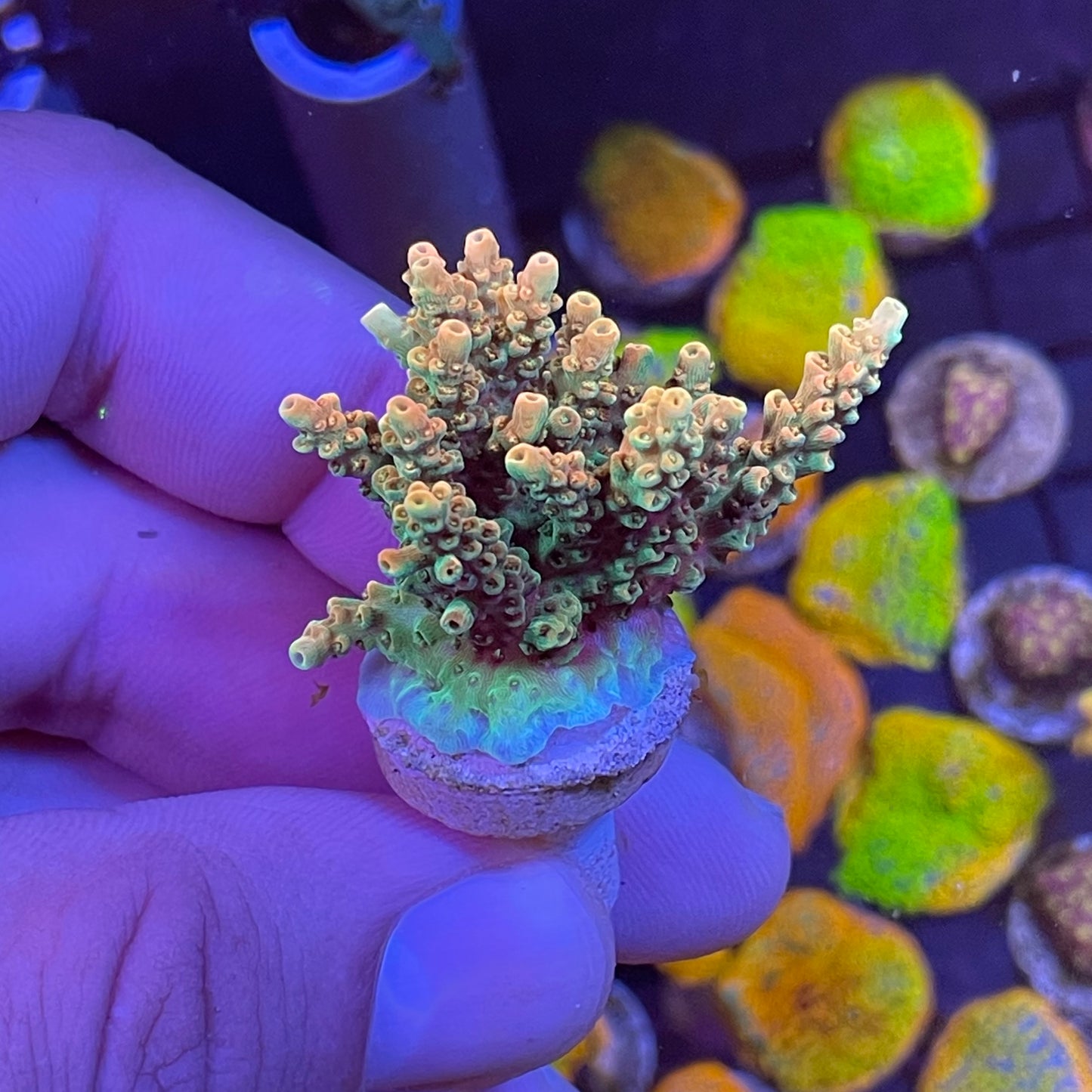 WYSIWYG Bill Murray Acropora