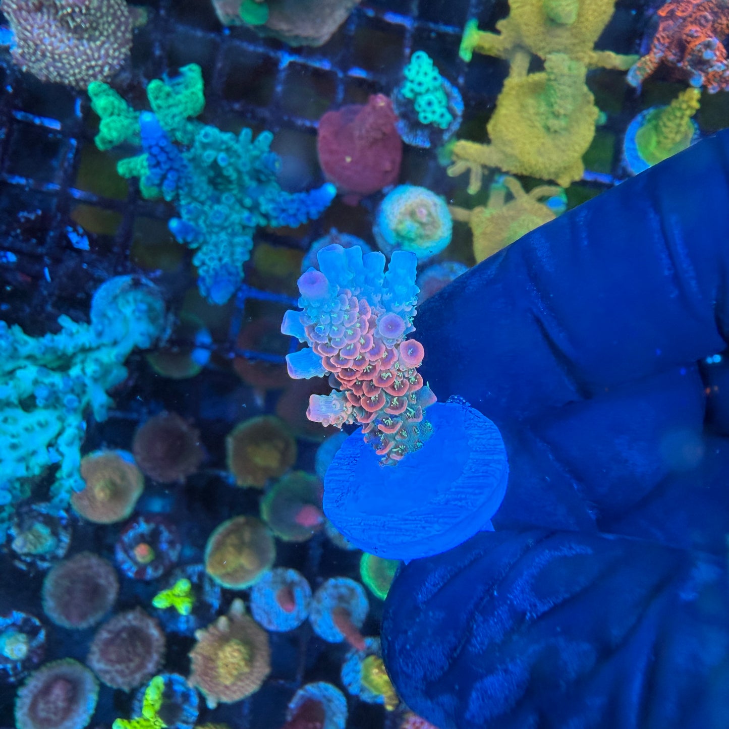 WYSIWYG ASD Rainbow Millie