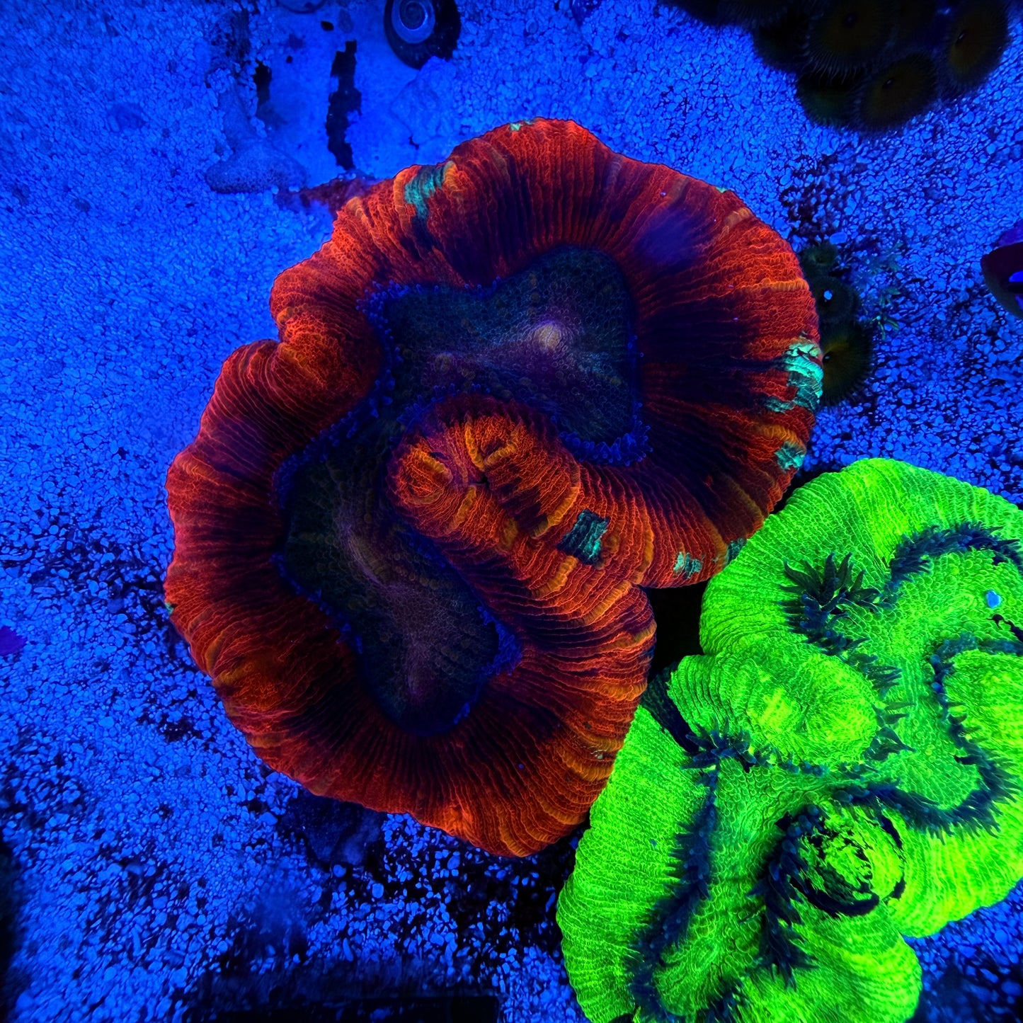 Ultra Red Trachyphyllia Coral