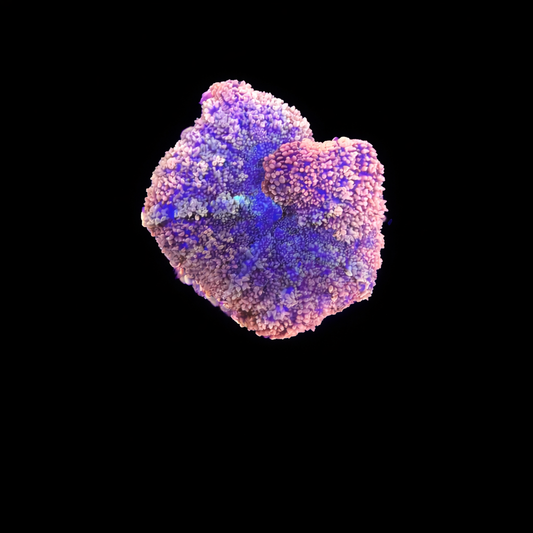 WYSIWYG High End Mushroom Coral