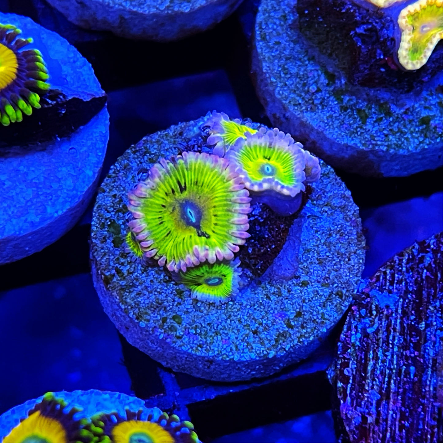 TSA Chiquita Zoanthids