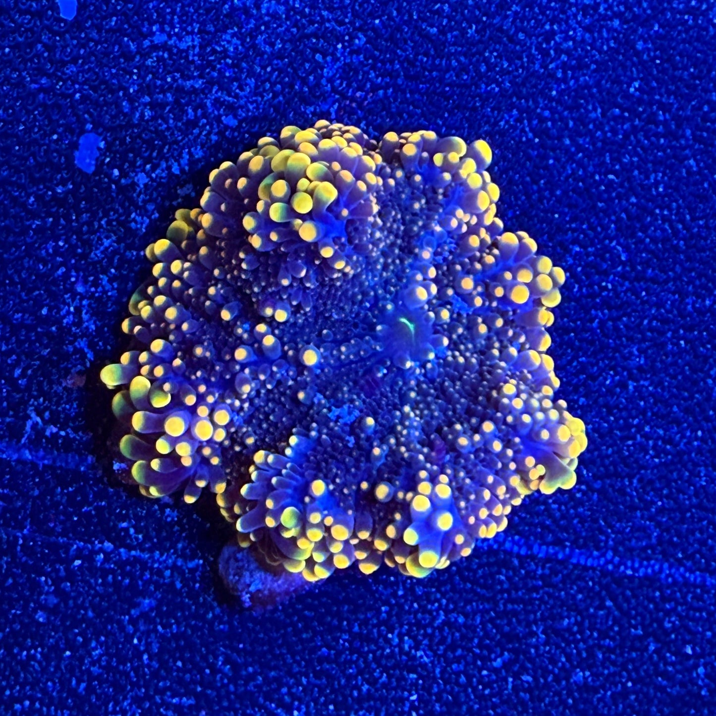 WYSIWYG Ultra Yuma Mushroom