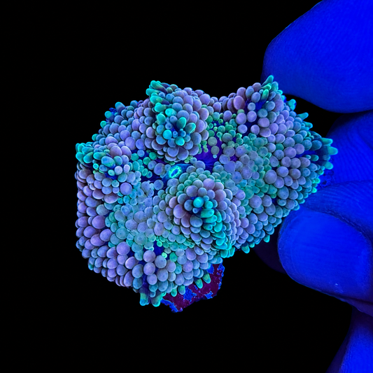 Rainbow Ricordea Mushroom Coral
