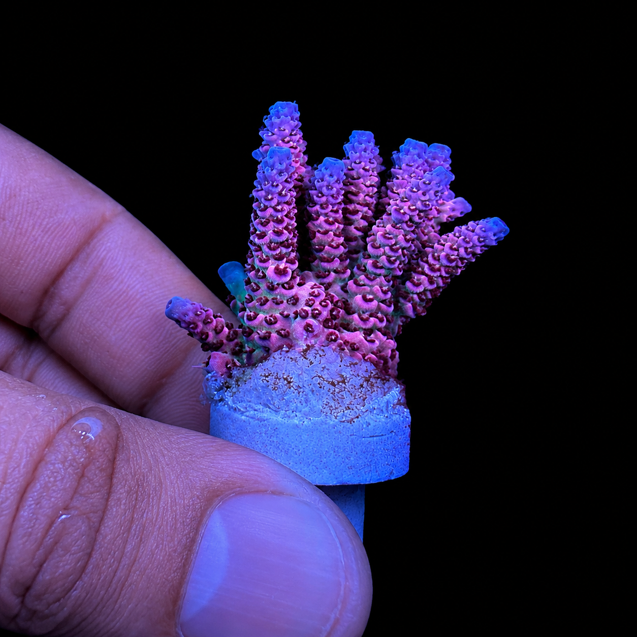 WYSIWYG AS Rainbow Coral Colony