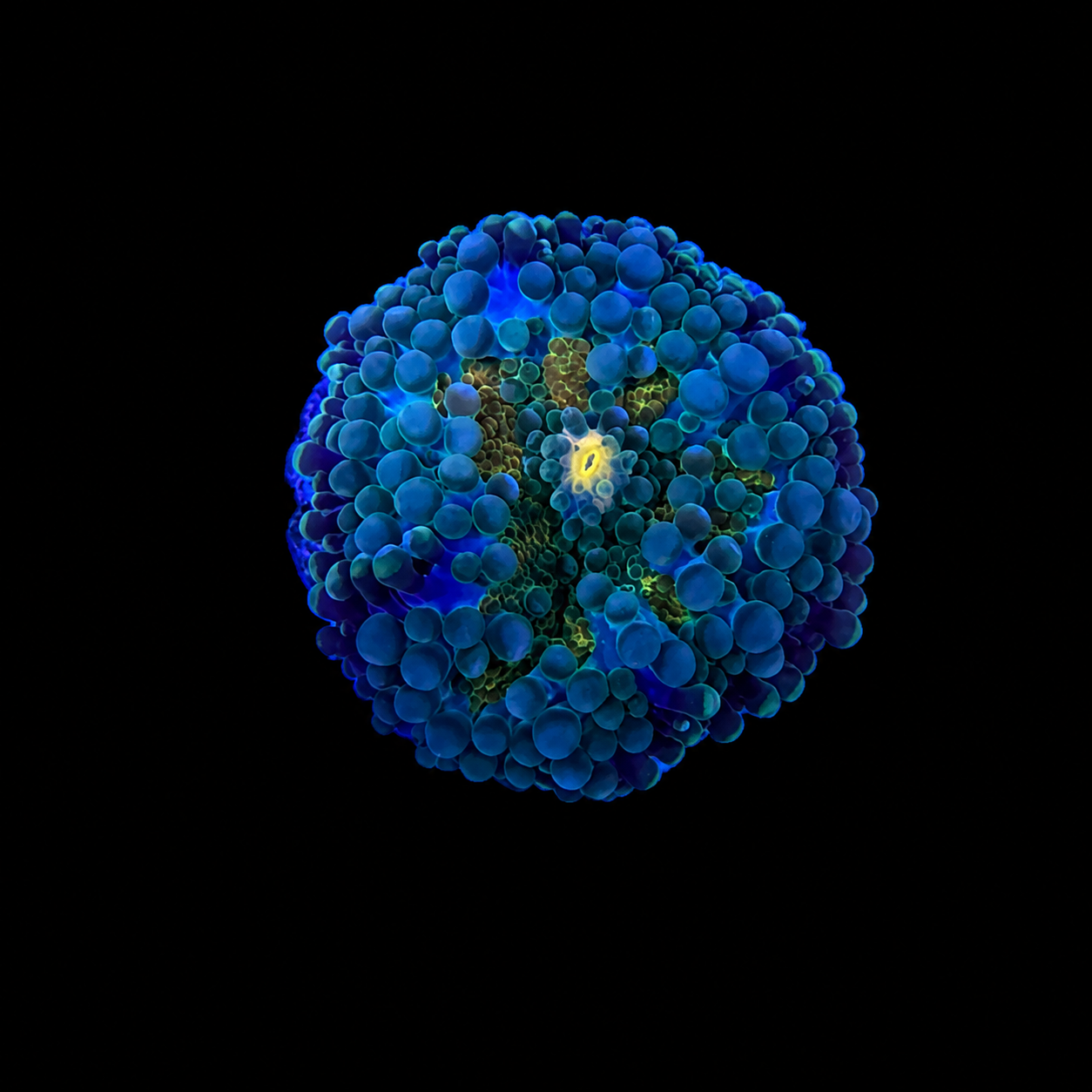 WYSIWYG High End Yuma Coral
