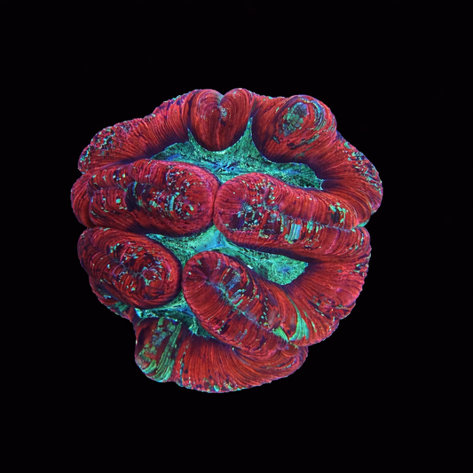 WYSIWYG Wellsophyllia Coral