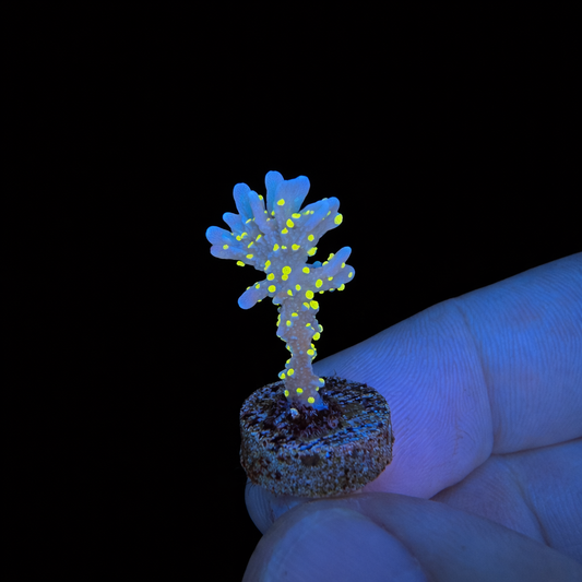 WYSIWYG JF Midnight Dynamite Coral Frag