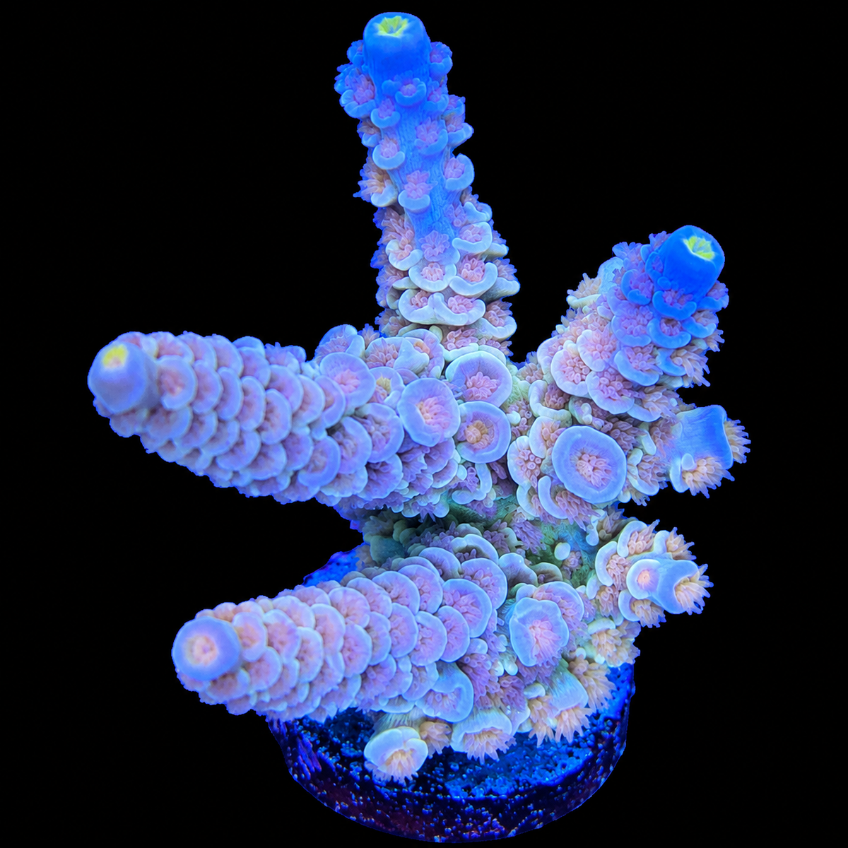 WYSIWYG AS Rainbow Tenuis Acropora Mini Colony