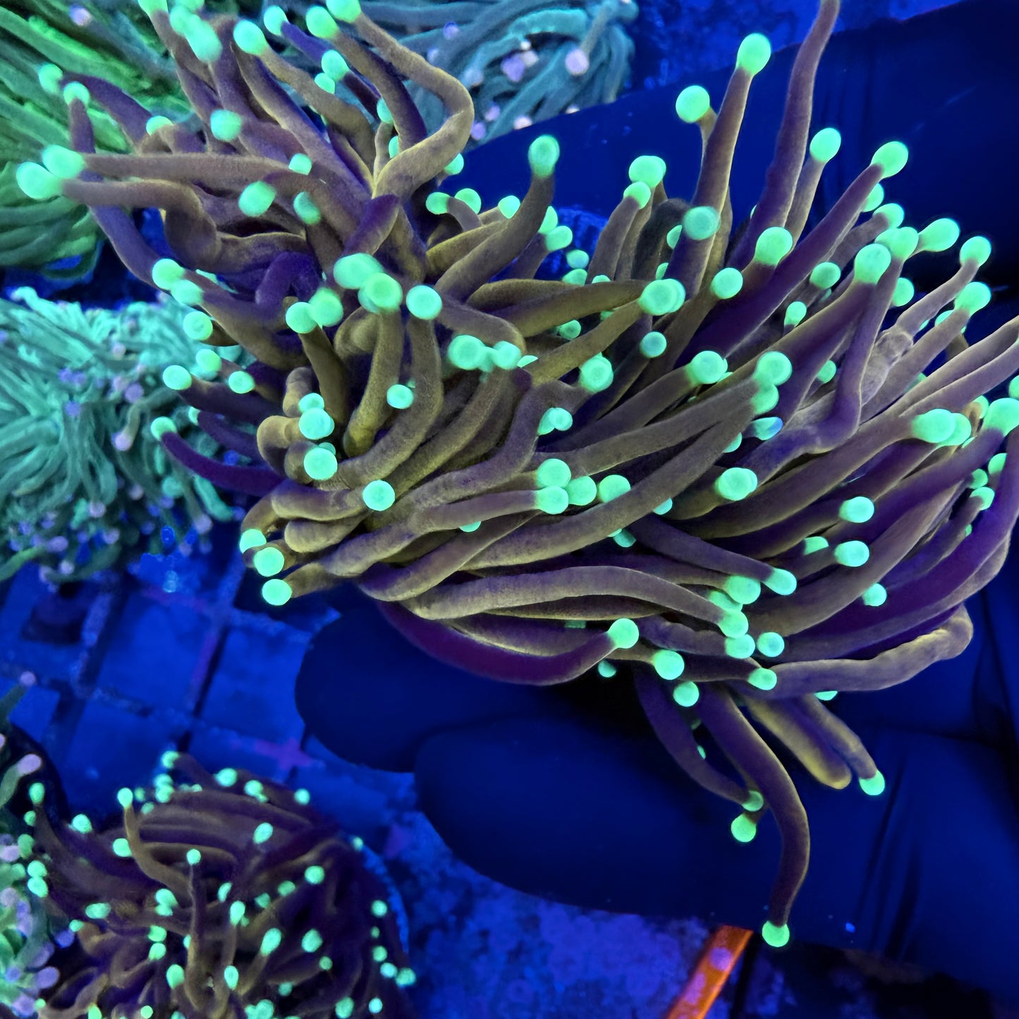 WYSIWYG Gold Indo Torch