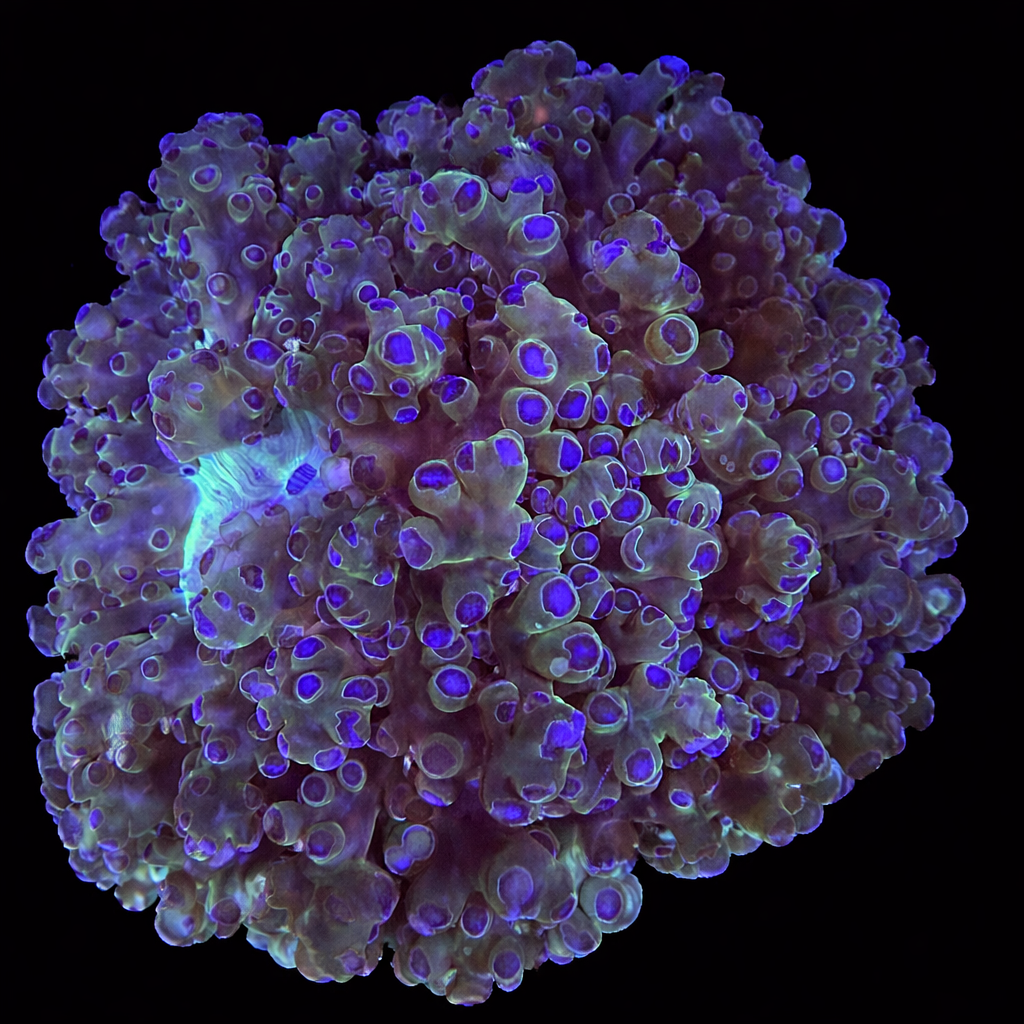 WYSIWYG Purple Tip Frogspawn Coral