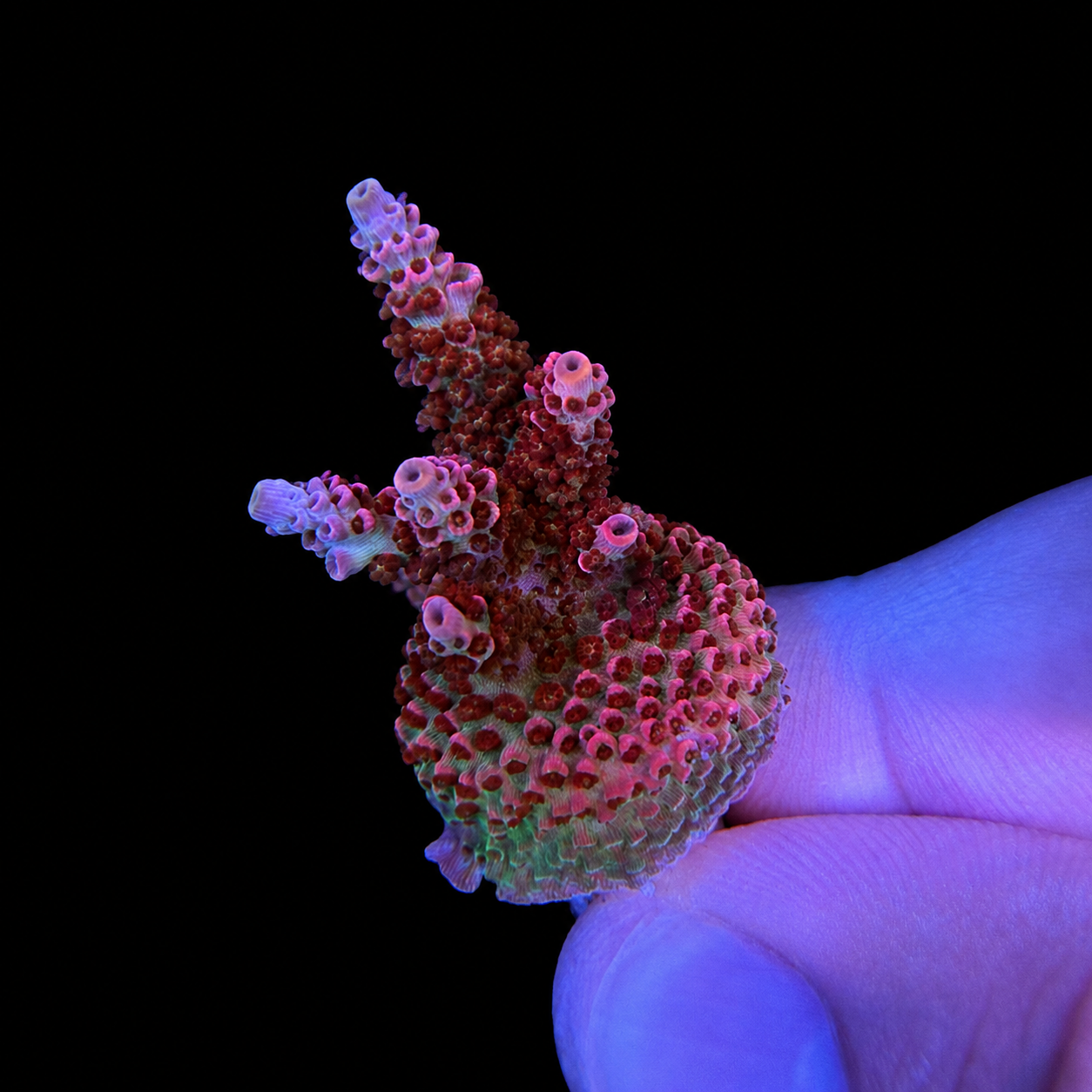 WYSIWYG TSA Rainbow Sherbet Acropora