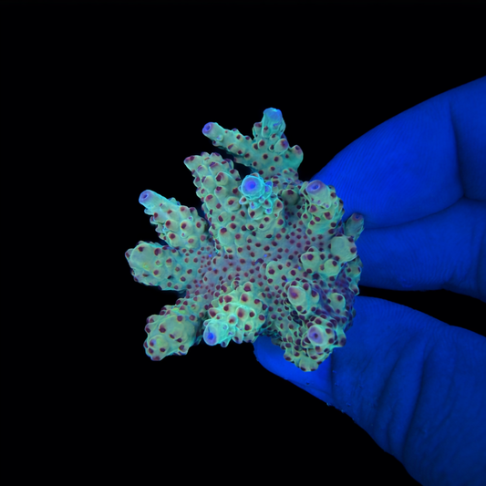 WYSIWYG AS Joker Acro Coral Lg