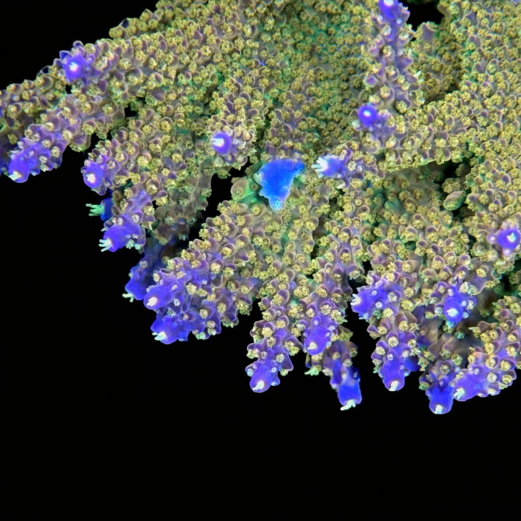 Rainbow Loom Acropora Coral