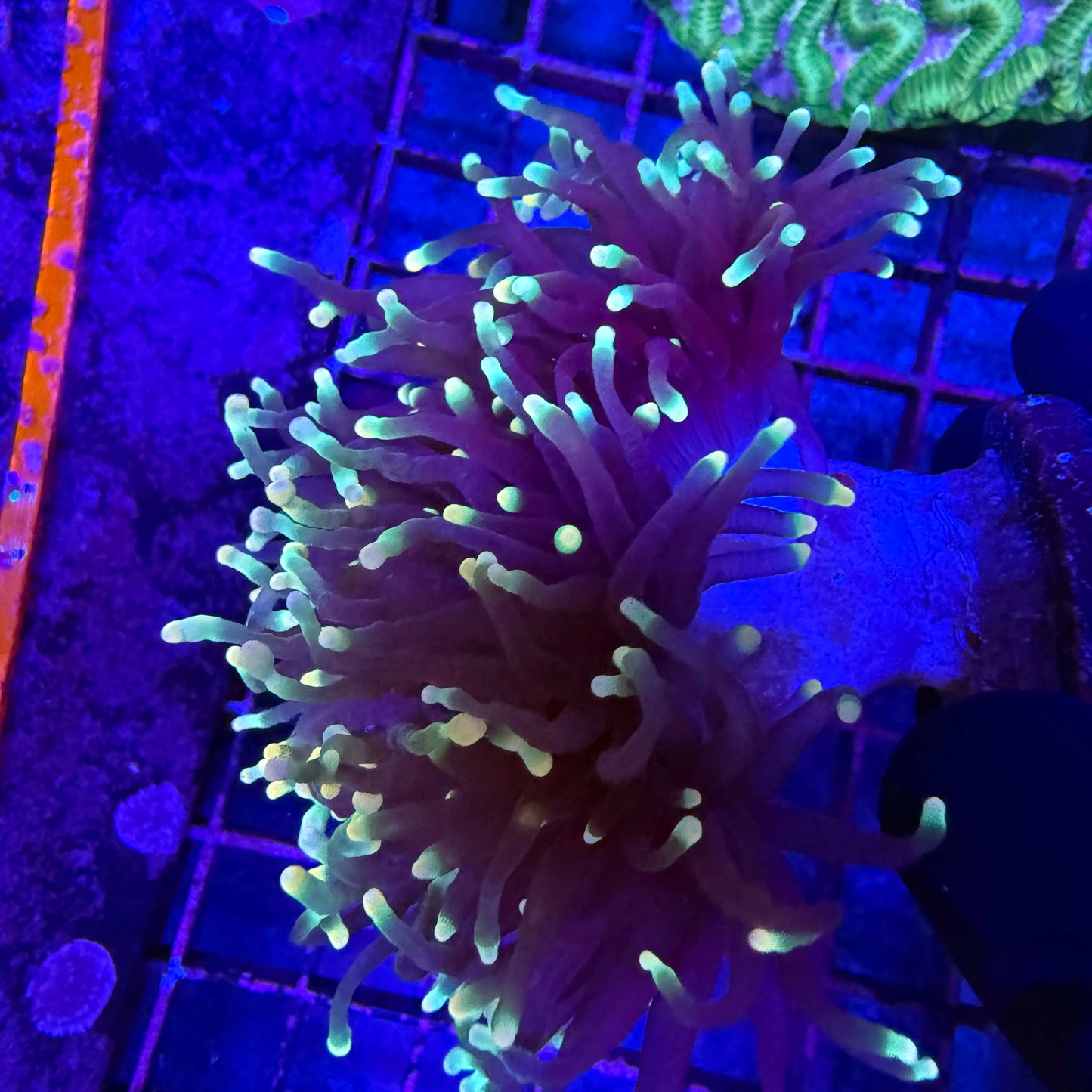 WYSIWYG LG Rasta Torch Coral