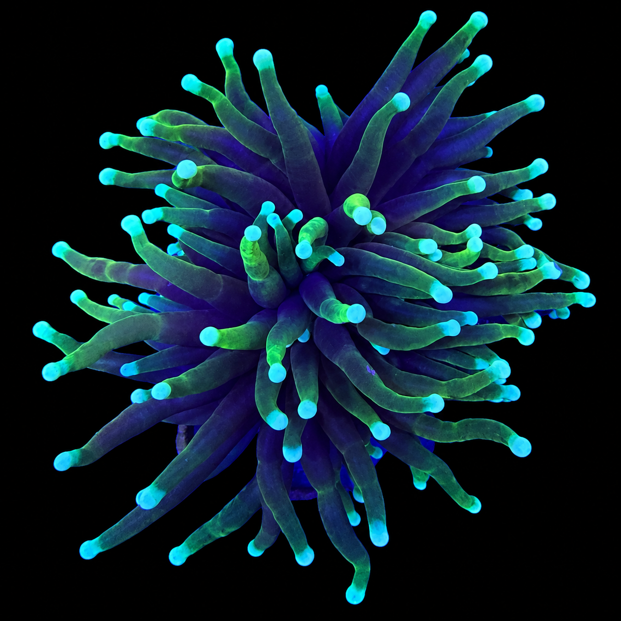 WYSIWYG Dragon Soul Torch Coral