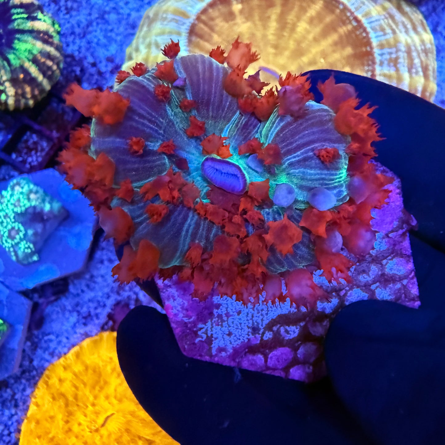 WYSIWYG St. Thomas Mushroom