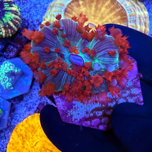 WYSIWYG St. Thomas Mushroom