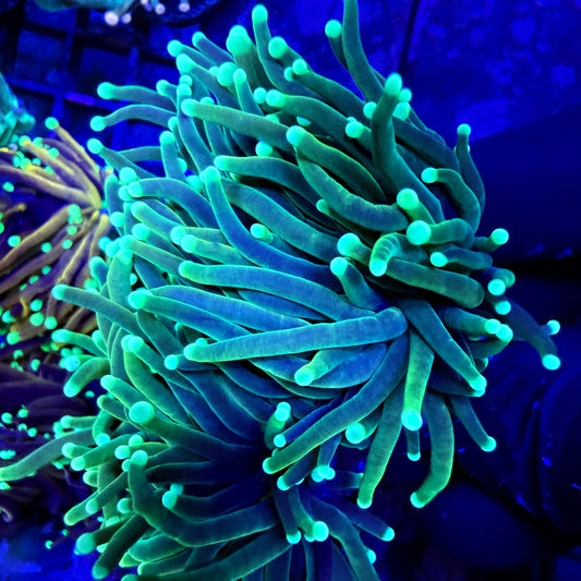 WYSIWYG Grim Reaper Torch