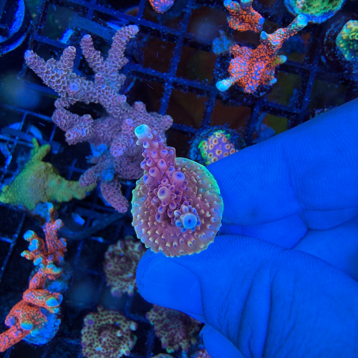 WYSIWYG Pink Cadillac Coral