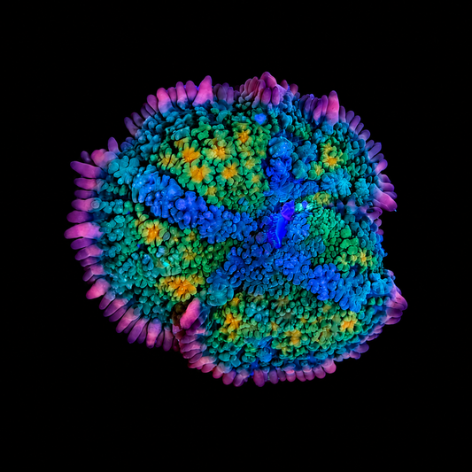 WYSIWYG Tie Dye Mushroom Coral