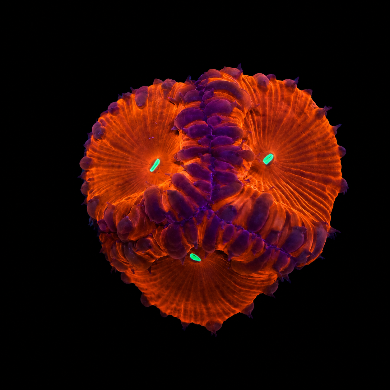 WYSIWYG Ultra Blasto Coral Frag