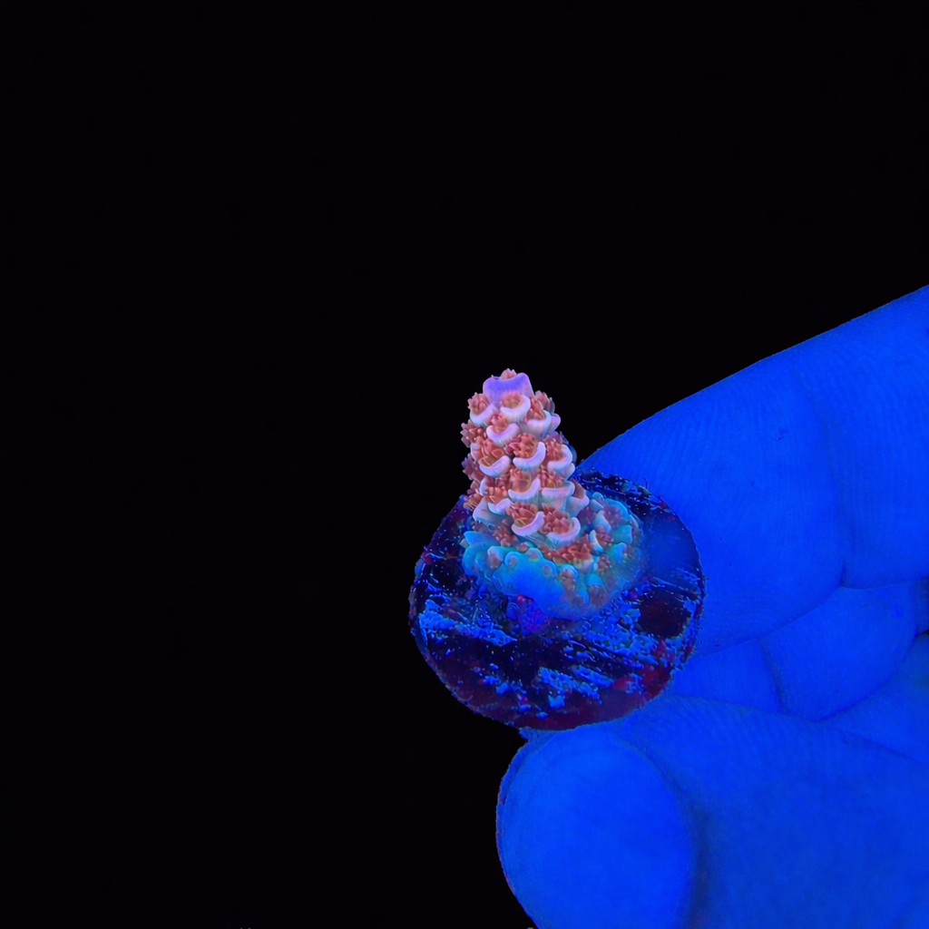 WYSIWYG Cherry Bomb Coral