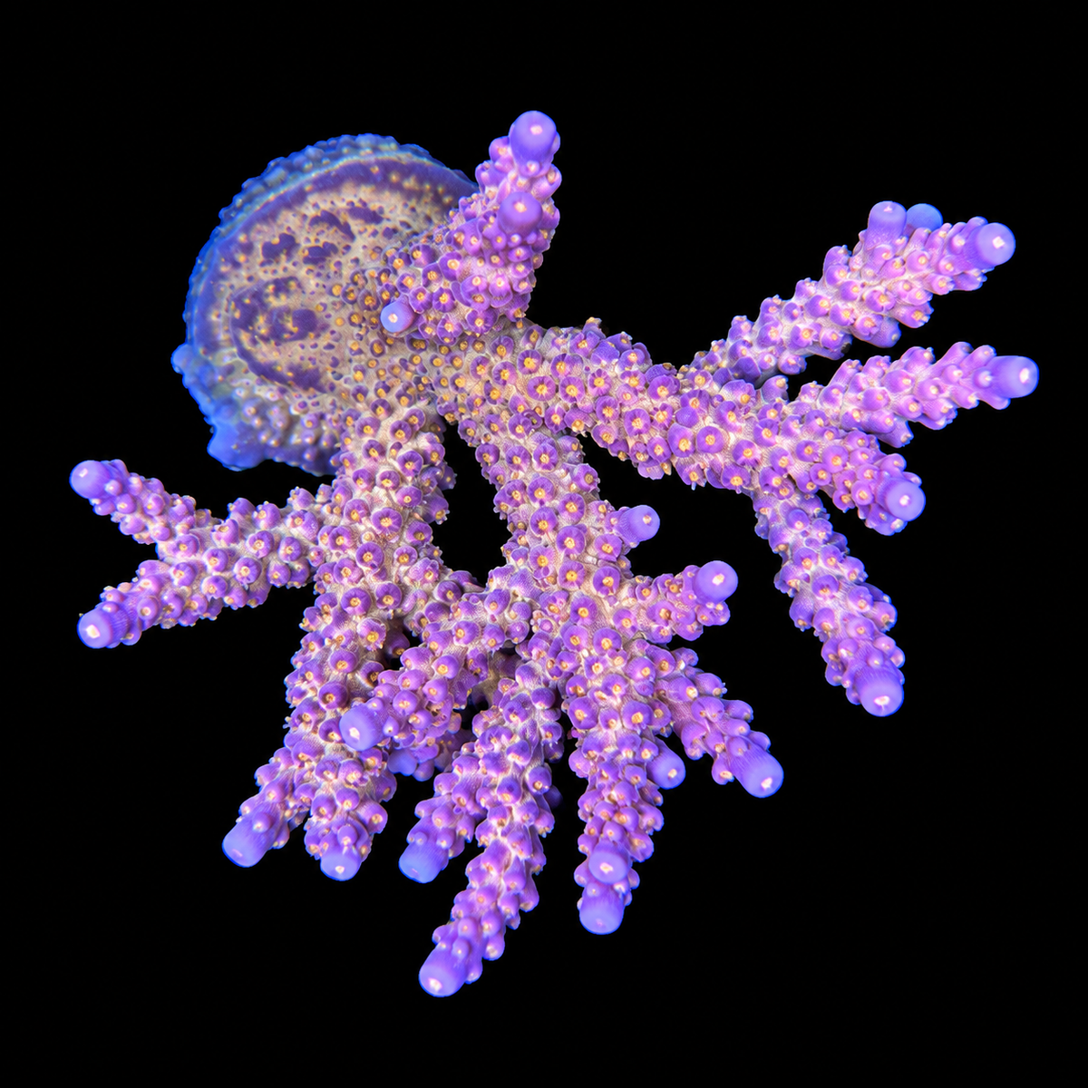 Merlin’s Staff Acropora Coral