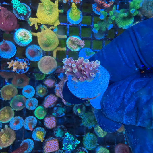 WYSIWYG Pink Cadillac